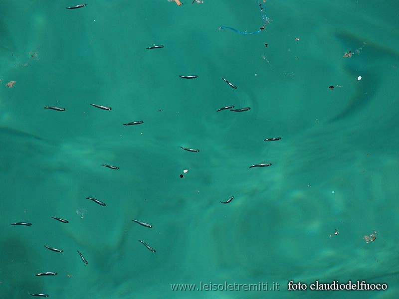 Riserva marina delle Isole Tremiti