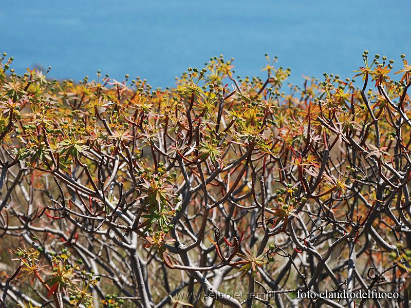 Isole tremiti foto di Euforbia Arborea a San Nicola
